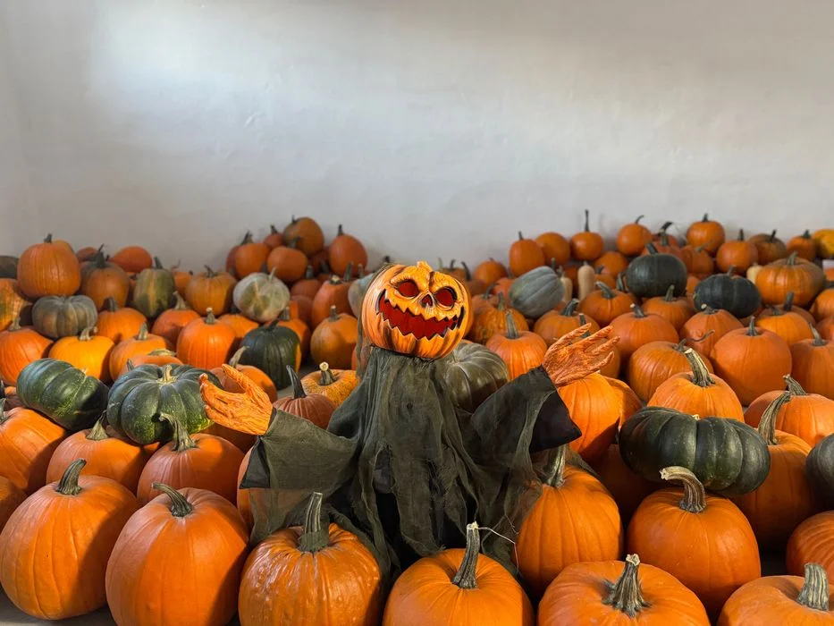 SALE THE PUMPKIN DYNIE DYNIA HALLOWEEN AMERYKAŃSKA USA XXL jadalna BIO ozdobne biała baby boo dekoracje ozdoby strój wrzosy trawy HURT DETAL FARMA DYŃ – zdjęcie 8