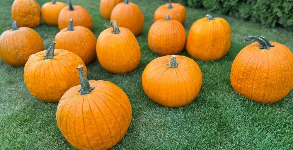 SALE THE PUMPKIN DYNIE DYNIA HALLOWEEN AMERYKAŃSKA USA XXL jadalna BIO ozdobne biała baby boo dekoracje ozdoby strój wrzosy trawy HURT DETAL FARMA DYŃ – zdjęcie 6