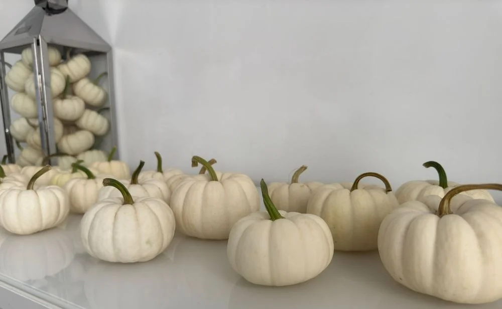 SALE THE PUMPKIN DYNIE DYNIA HALLOWEEN AMERYKAŃSKA USA XXL jadalna BIO ozdobne biała baby boo dekoracje ozdoby strój wrzosy trawy HURT DETAL FARMA DYŃ – zdjęcie 7