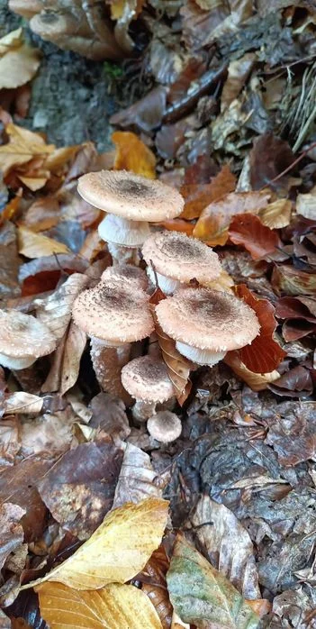 Opieńka miodowaa