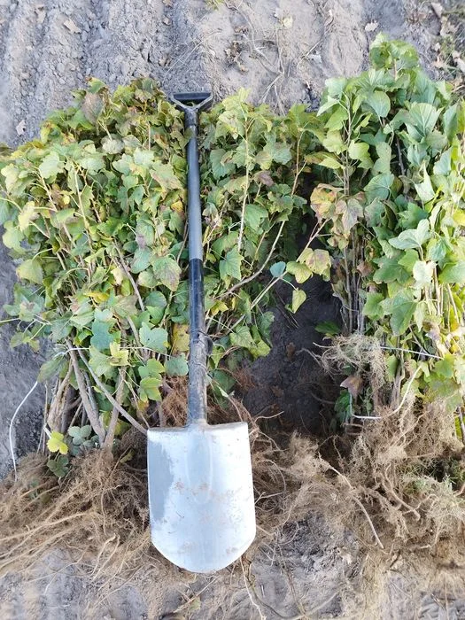 Sadzonki porzeczki czarnej, możliwość wysyłki kilka odmian