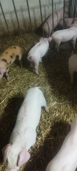 Sprzedam prosiaki – zdjęcie 2