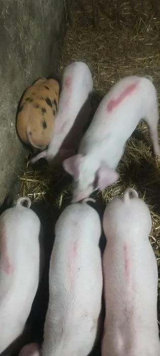 Sprzedam prosiaki – zdjęcie 3