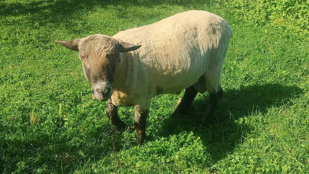 Sprzedam Tryka Oryginał Czarnogłówka – zdjęcie 7
