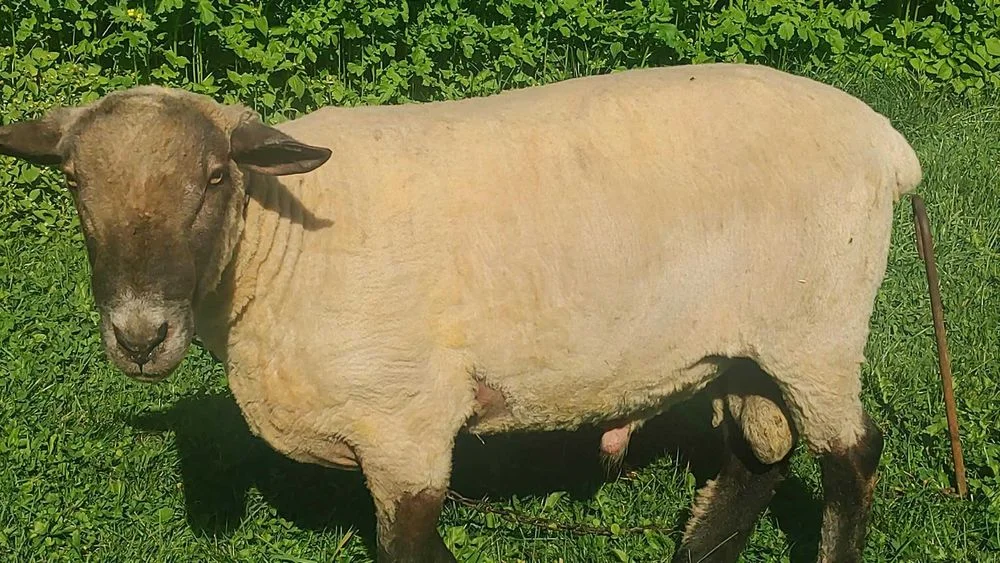 Sprzedam Tryka Oryginał Czarnogłówka – zdjęcie 4