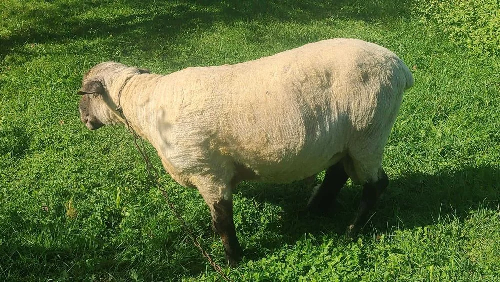 Sprzedam Tryka Oryginał Czarnogłówka – zdjęcie 6