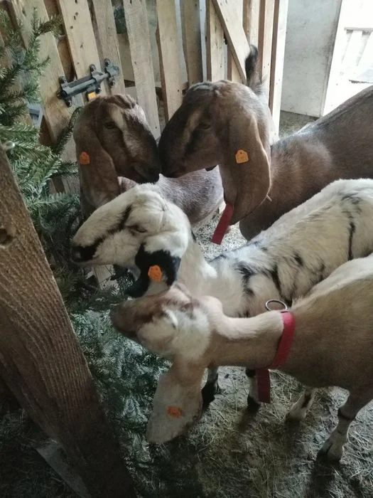 Mleko kozie i sery podpuszczkowe – zdjęcie 5