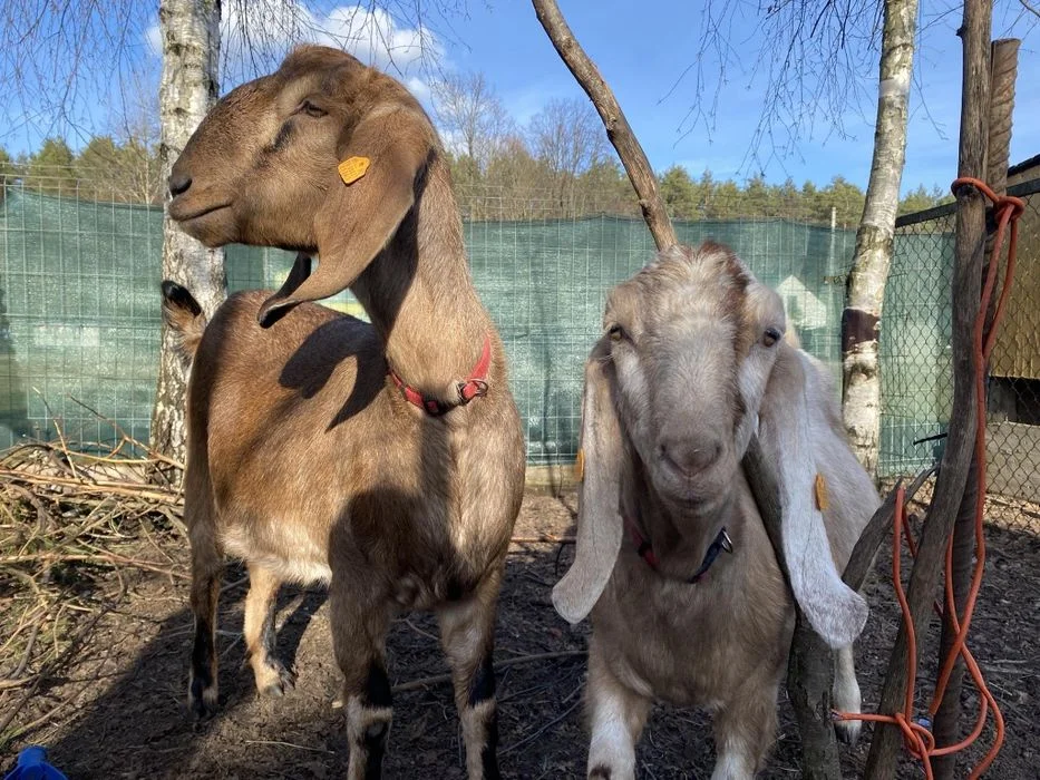 Mleko kozie i sery podpuszczkowe – zdjęcie 4