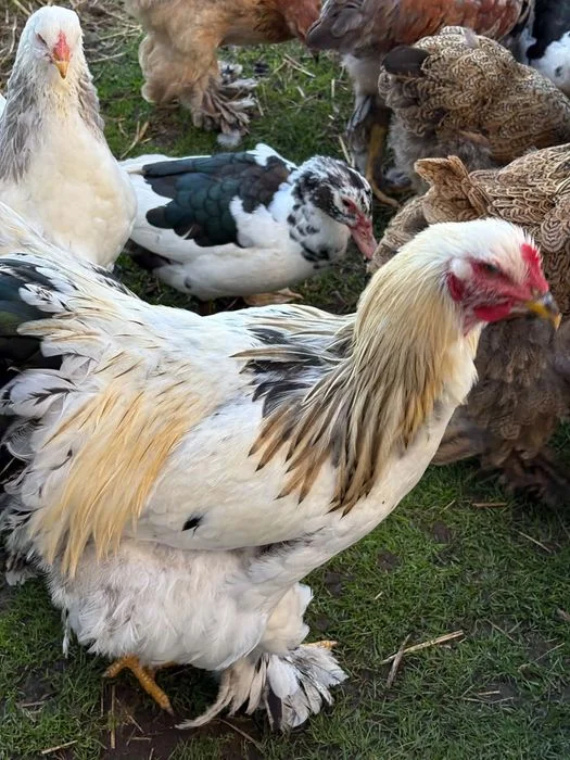 Brahma Olbrzymia Koguty – zdjęcie 2