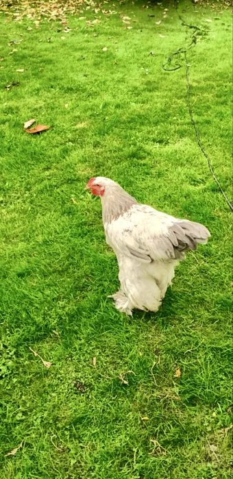 Brahma Olbrzymia Koguty – zdjęcie 3