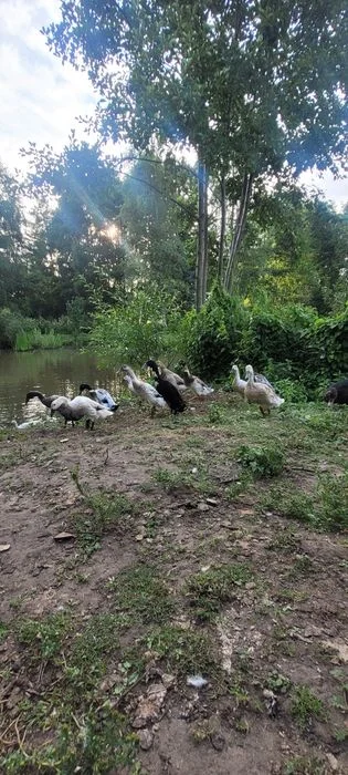 Kaczki Biegusy Indyjskie – zdjęcie 5