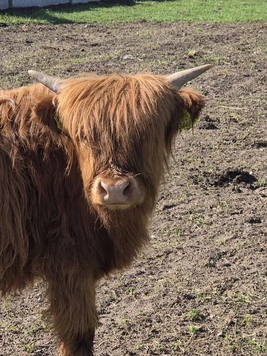 Krowy iByczeki Highland szukają nowego domu – zdjęcie 4