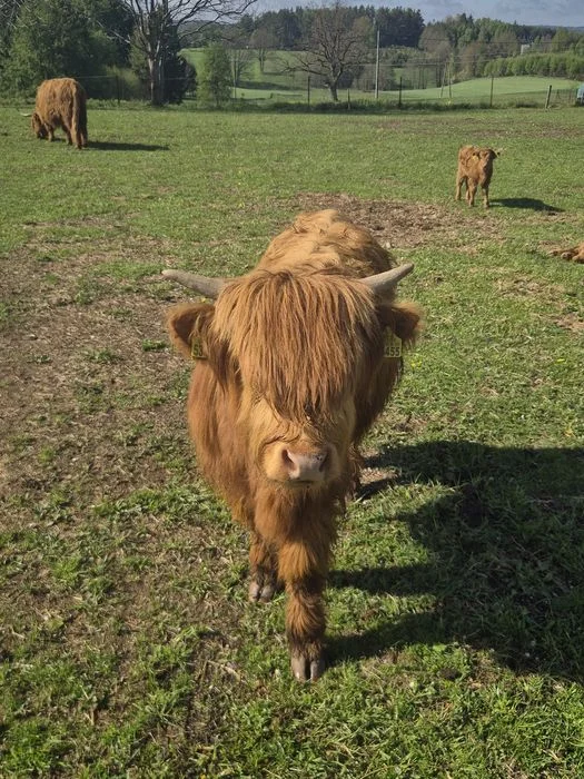 Krowy iByczeki Highland szukają nowego domu