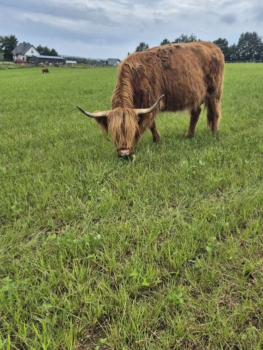 Krowy iByczeki Highland szukają nowego domu – zdjęcie 7