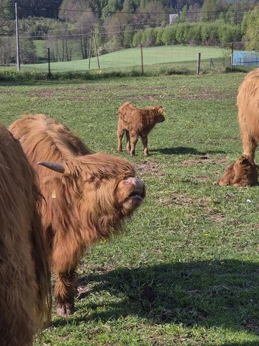 Krowy iByczeki Highland szukają nowego domu – zdjęcie 5