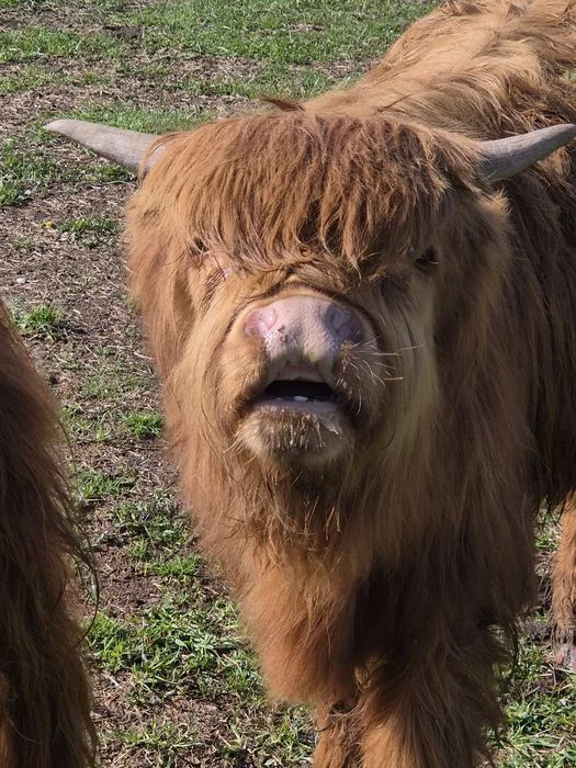 Krowy iByczeki Highland szukają nowego domu – zdjęcie 3