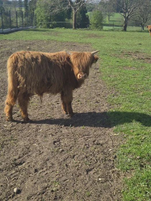 Krowy iByczeki Highland szukają nowego domu – zdjęcie 6