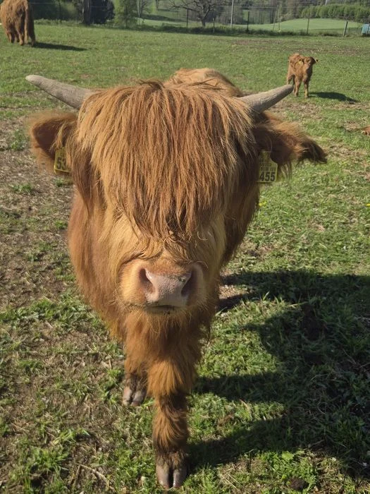 Krowy iByczeki Highland szukają nowego domu – zdjęcie 2