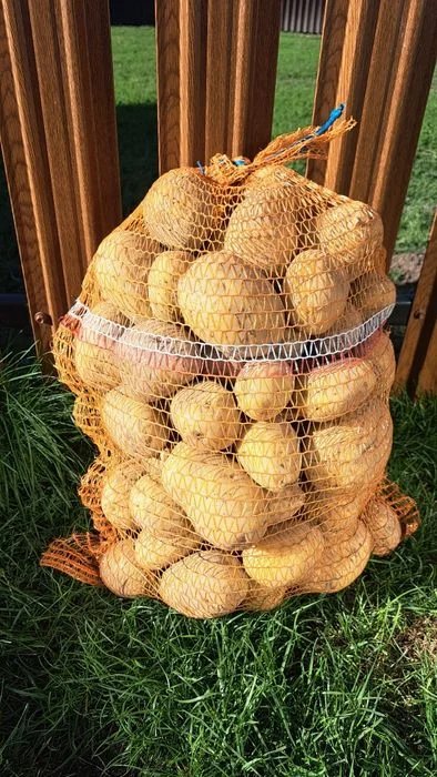 Ziemniaki jadalne Gala Soraja