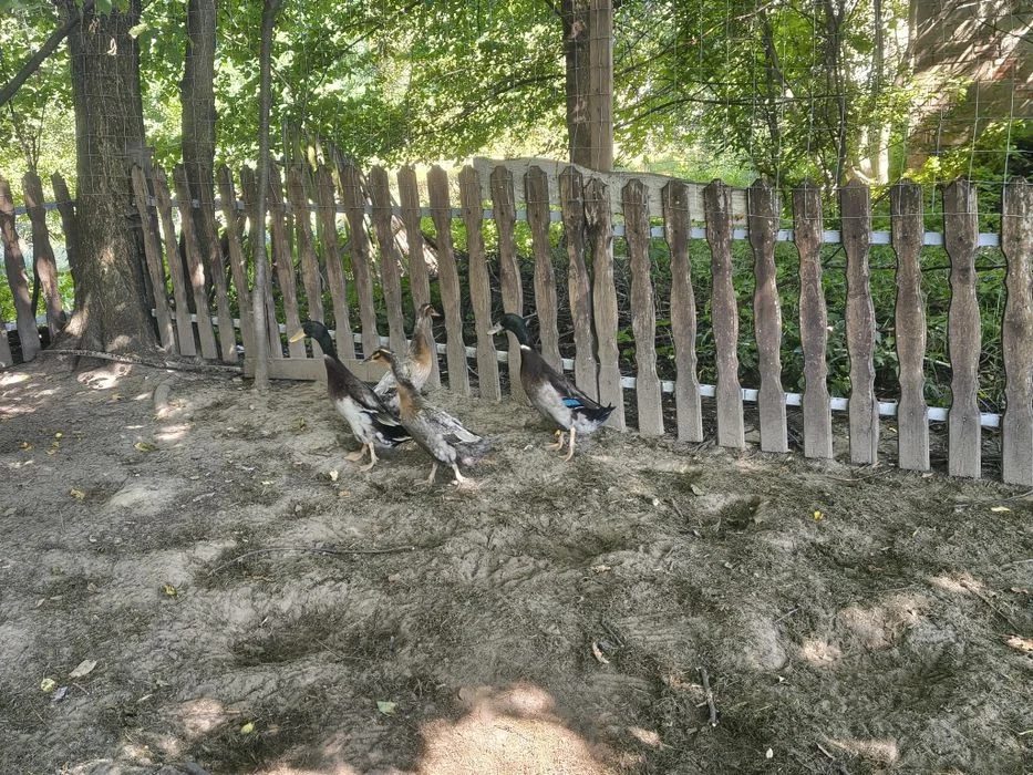 Kaczki biegus indyjski – zdjęcie 4