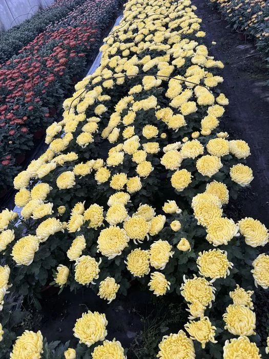 Chryzantemy grubokwiatowe – zdjęcie 4
