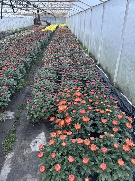 Chryzantemy grubokwiatowe – zdjęcie 5