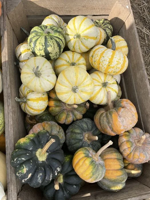Dynie ozdobne jadalne duże małe halloween – zdjęcie 4