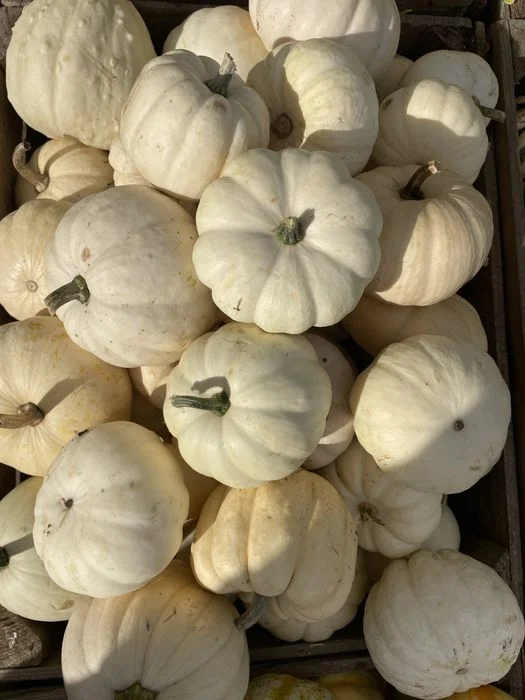 Dynie ozdobne jadalne duże małe halloween