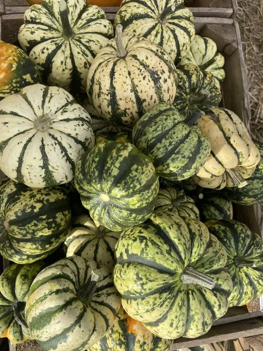 Dynie ozdobne jadalne duże małe halloween – zdjęcie 2