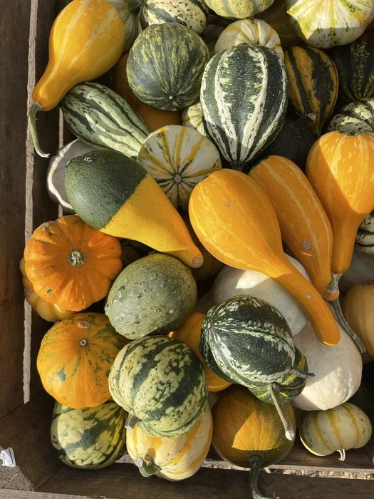 Dynie ozdobne jadalne duże małe halloween – zdjęcie 6