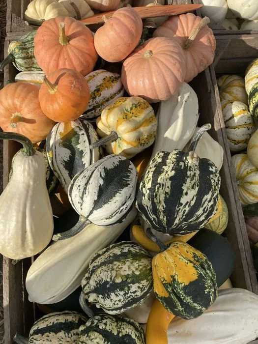 Dynie ozdobne jadalne duże małe halloween – zdjęcie 3