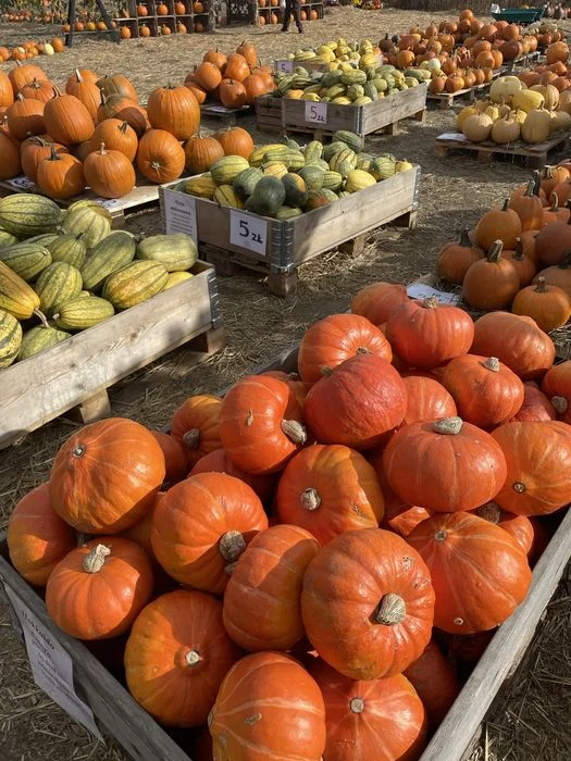 Dynie ozdobne jadalne duże małe halloween – zdjęcie 5