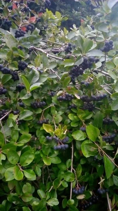 Aronia - Eko [nie pryskana]
