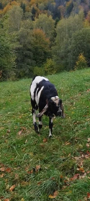 Kozioł Anglonubijski – zdjęcie 2