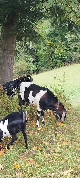 Kozioł Anglonubijski