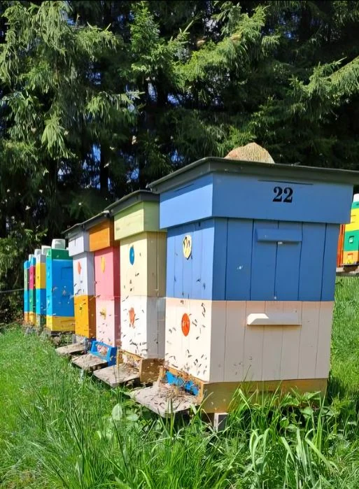 Miód pszczeli z własnej pasieki – zdjęcie 3
