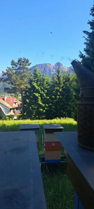 Miód pszczeli z własnej pasieki – zdjęcie 2