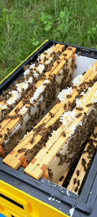 Miód pszczeli z własnej pasieki – zdjęcie 4