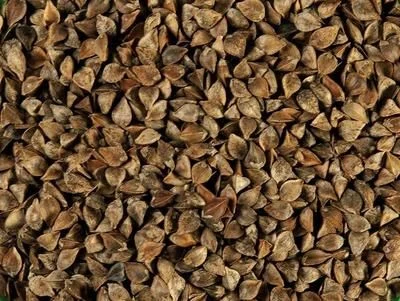 Gryka - nasiona na poplon, biomasę, zielonkę, dla pszczół