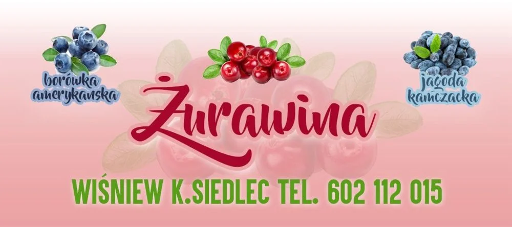 Swieża żurawina ( WYSYŁKA) polecam – zdjęcie 7