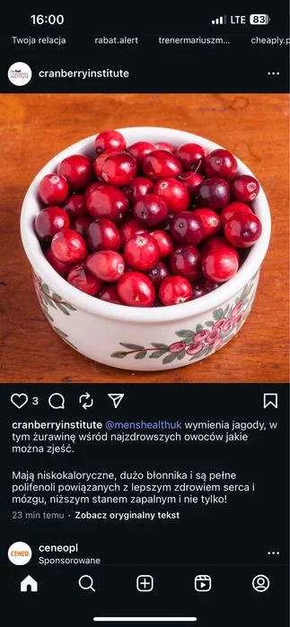 Swieża żurawina ( WYSYŁKA) polecam – zdjęcie 5