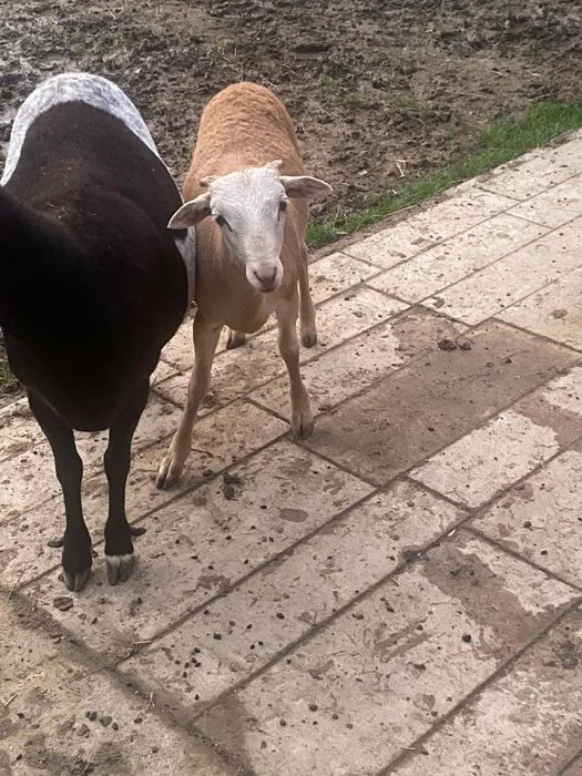 Sprzedam owce kameruńskie i dorpery