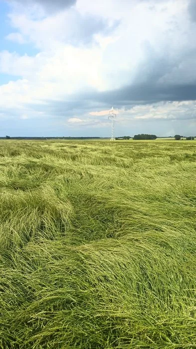 Trawa na późne siewy, nasiona traw, życica, festulolium,