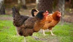 Kury NIOSKI Rossa ! Od 16 do 24 tygodnia ! Leghorn z wolnego wybiegu ! – zdjęcie 7