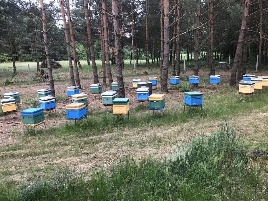 Matki pszczele unasiennione Pszczoły – zdjęcie 3