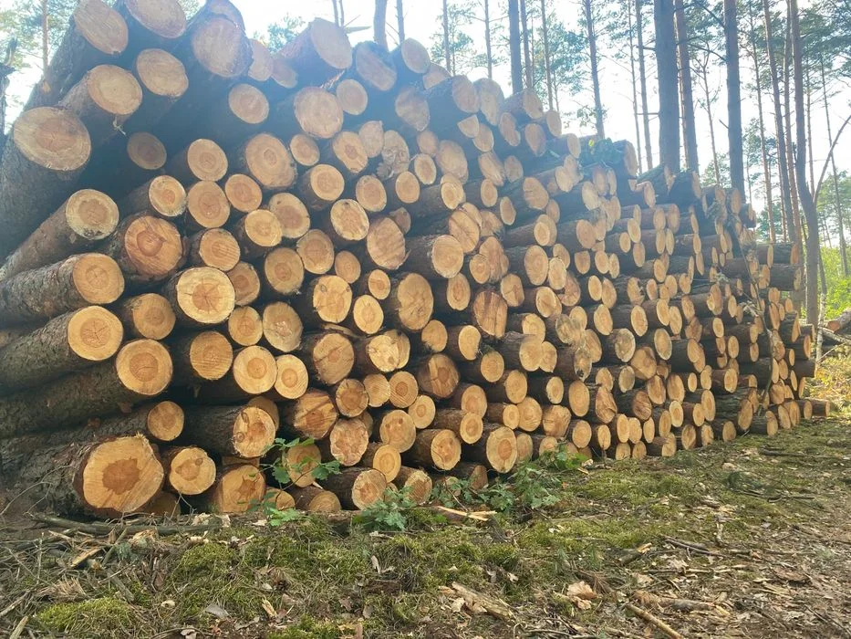 Brzoza, tartaczna - kłody, dłużyca, sosna papierówka – zdjęcie 2