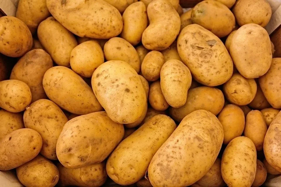 Ziemniaki swojskie na oborniku bez nawozów sztucznych