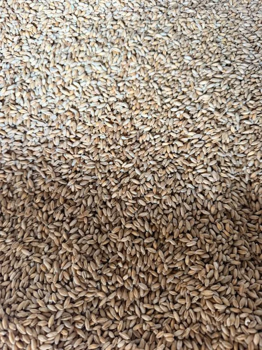 Sprzedam pszenżyto po kwalifikacie, czyszczone – zdjęcie 4
