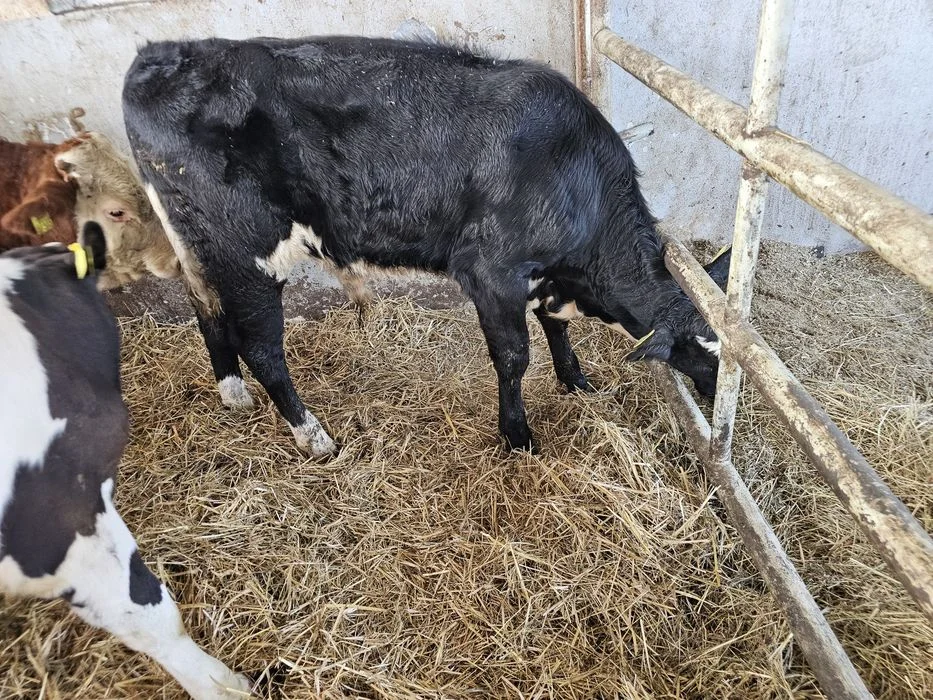 Sprzedam 15 sztuk byczków odsadków – zdjęcie 6