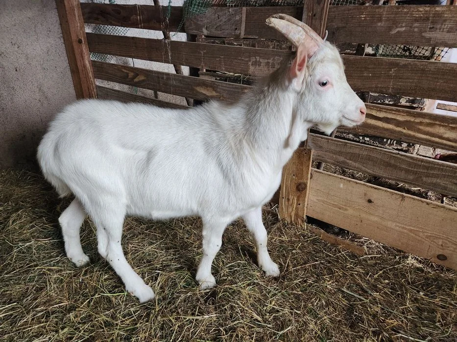 Kozioł Saaneński 100%, Koziołek – zdjęcie 2